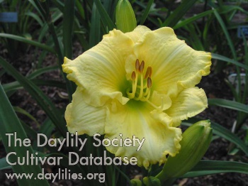 Daylily Our Friend Judy